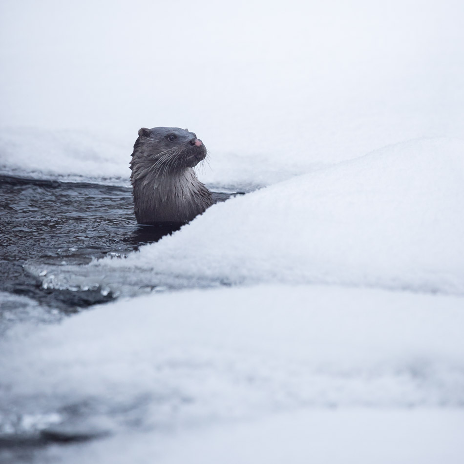 valokuvataulut prints - riku karjalainen - people wildlife